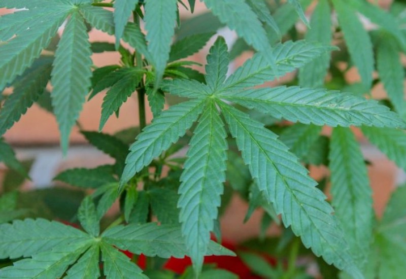 Cannabis Sativa. Pixabay