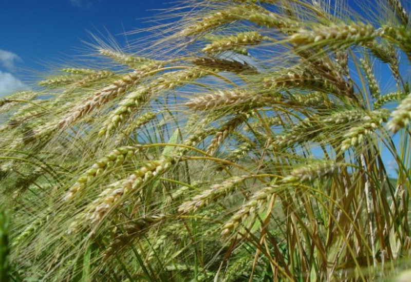 Foto: Aires Mariga/Epagri