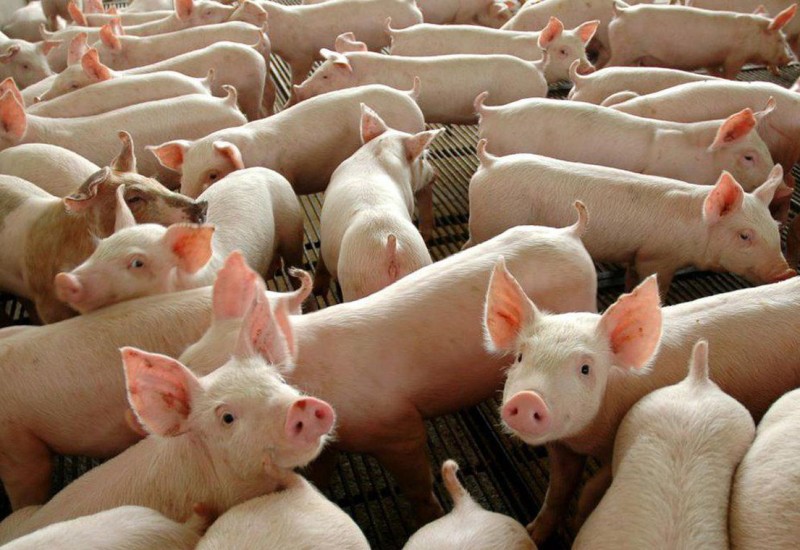 Foto: Divulgação Governo Federal