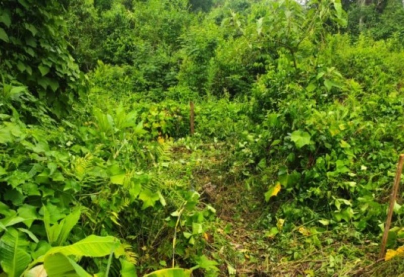 Corpo da vítima foi encontrado em um terreno no interior de Palmitos – Foto: Polícia Civil/ND