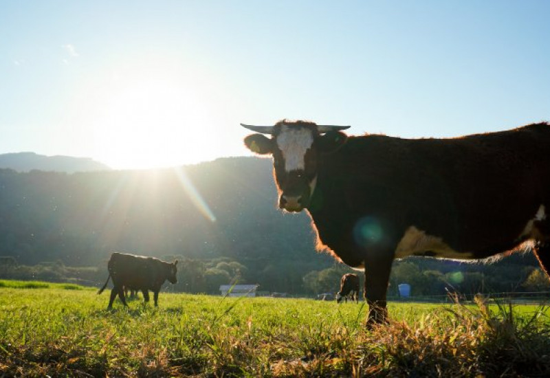 A Lei nº 18.239 atualiza as normas vigentes desde 2019 e traz mais competitividade para o agronegócio de SC (Foto: Ricardo Wolffwenbüttel/Secom).