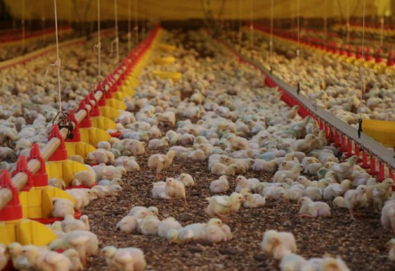 Santa Catarina exportou mais de 775,6 mil toneladas de carnes no primeiro semestre de 2021 (Foto: Cristiano Estrela/Arquivo/Secom)