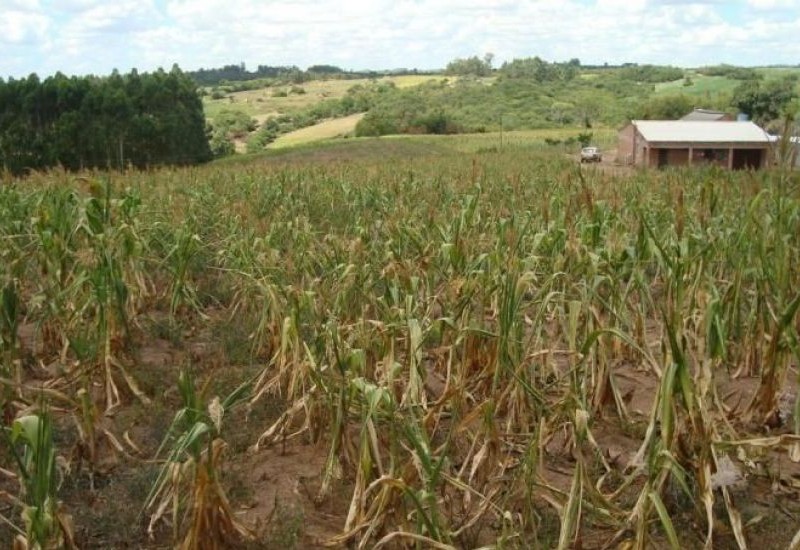 Lavouras seriamente comprometidas por causa da estiagem