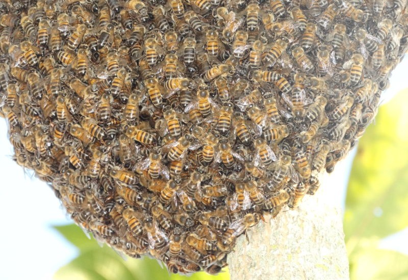 Foto: Evandro Marques/Ilustração