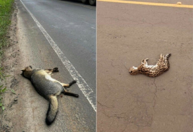 Imagem: Redes Sociais/ Jackson Preuus