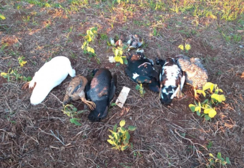 Foto: Polícia Militar / Divulgação