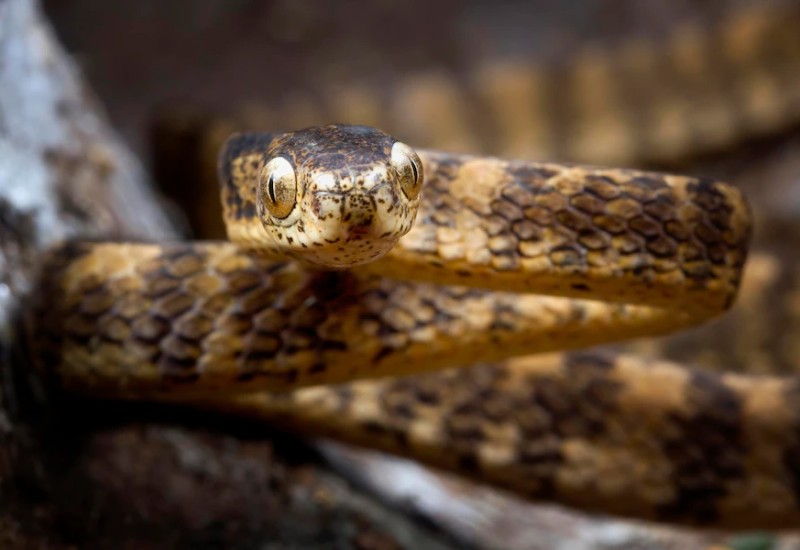 Imagem de kuritafsheen77 no Freepik