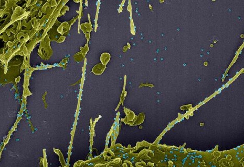 Foto: LMMV/IOC/Fiocruz