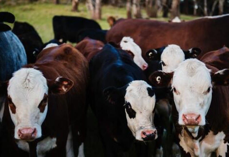 Foto: Pexels/Kat Smith