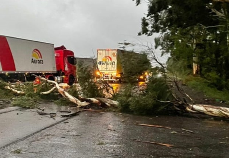 A árvore caiu na BR-282. — Foto: Defesa Civil