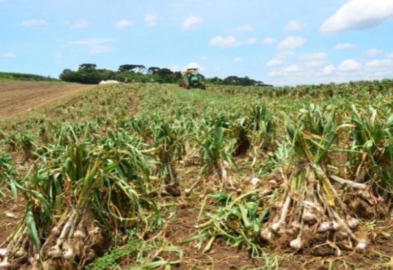 Foto: Aires Mariga / Epagri