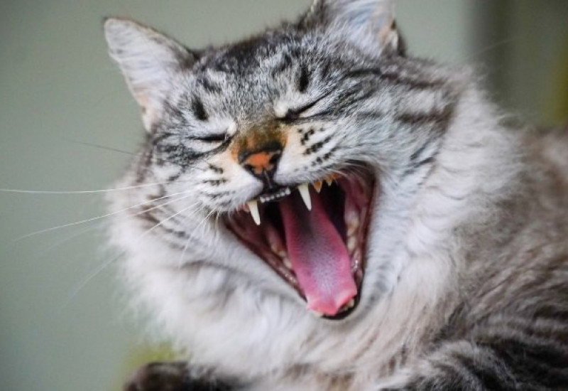 Foto: Ricardo Wolffenbüttel / Secom