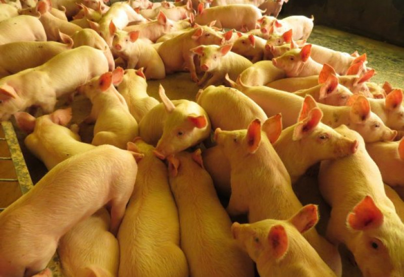 Em julho, Santa Catarina alcançou o faturamento de US$ 133,5 milhões, com 53,2 mil toneladas embarcadas (Foto: Arquivo/Cidasc)