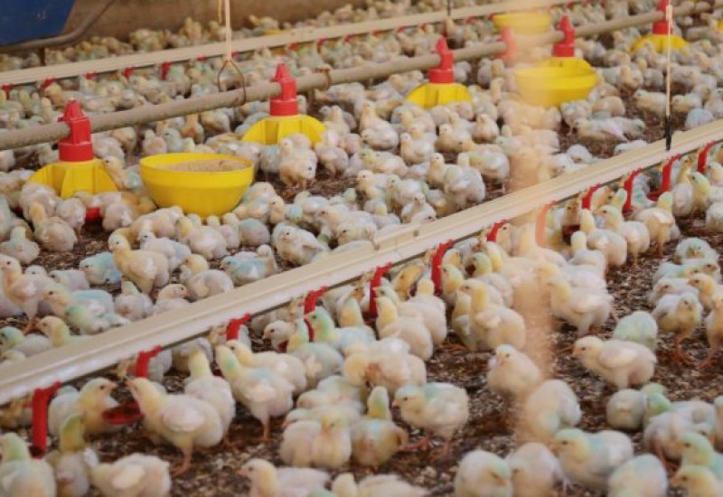 Foto: Cristiano Estrela / Arquivo / Secom