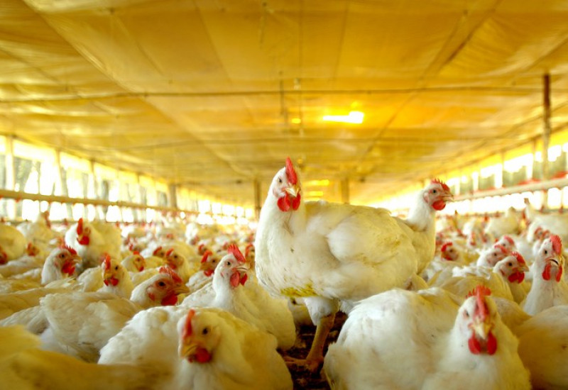 Divulgação/OP Rural