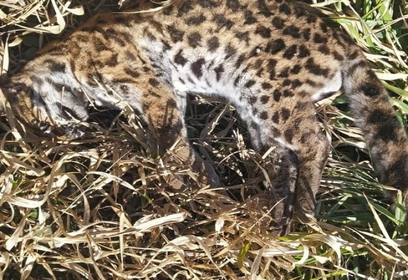 Fotos: PMA/Divulgação/JRTV