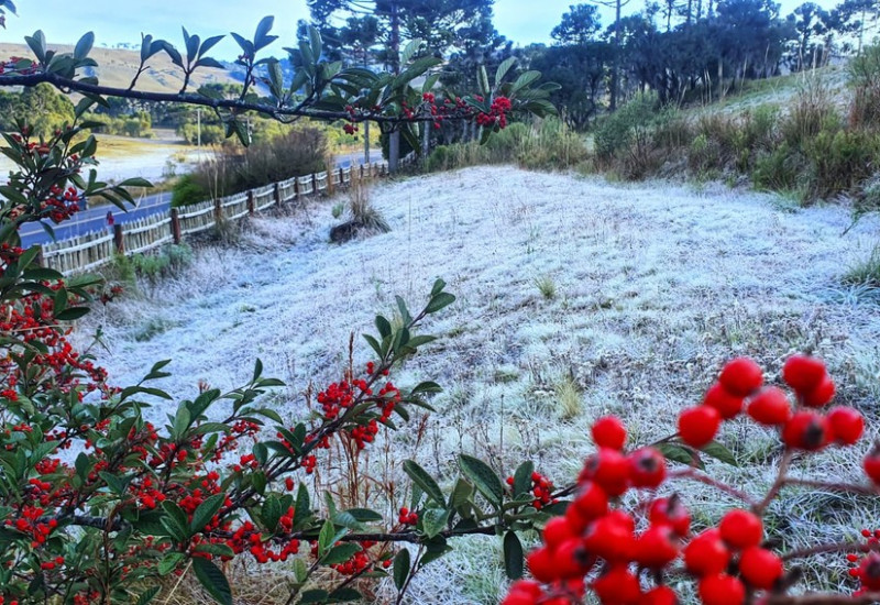 Geada em São Joaquim — Foto: Mycchel Leganghi/São Joaquim Online