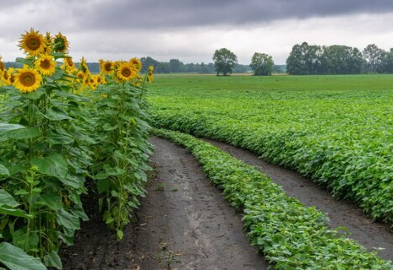Foto: Ministério da Agricultura, Pecuária e Abastecimento