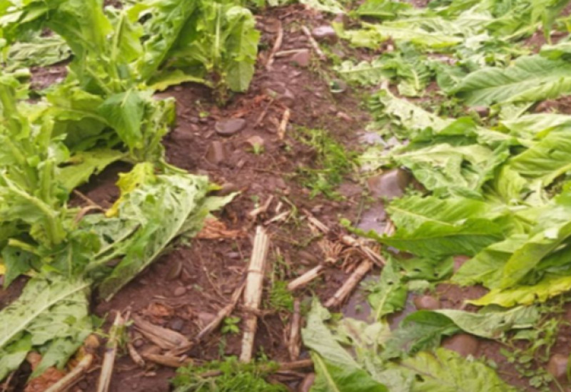 Foto: Divulgação/Epagri