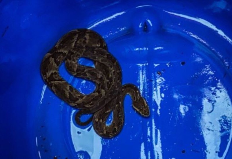 Foto: Corpo de Bombeiros/ND