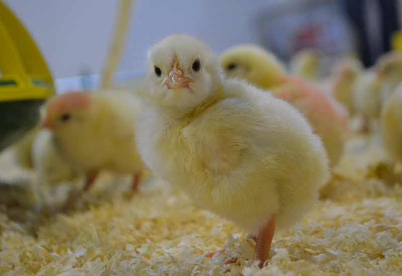 Foto: Arquivo/OP Rural