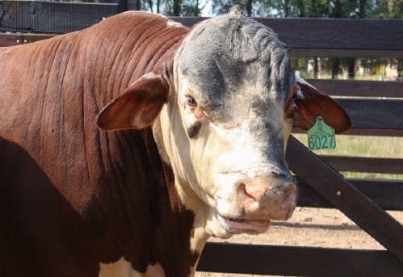 Serão colocados à venda animais de alta linhagem (Foto: ABHB/Divulgação)