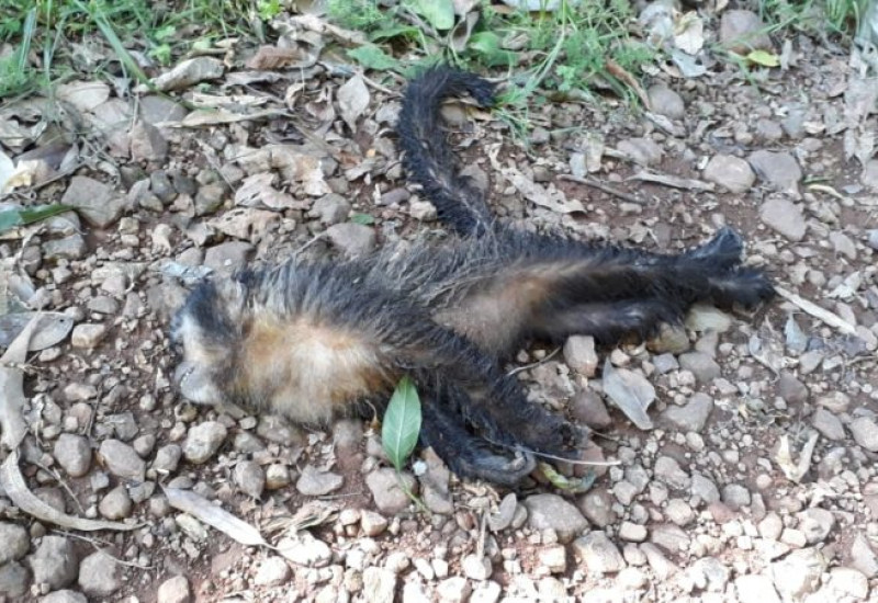 Foto: Prefeitura de São João do Oeste/Divulgação/JRTV