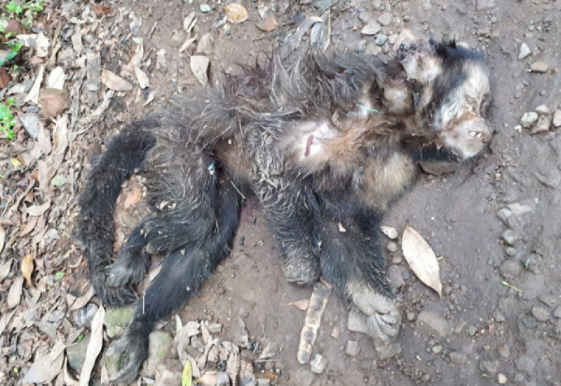 Foto: Ascom / São João do Oeste