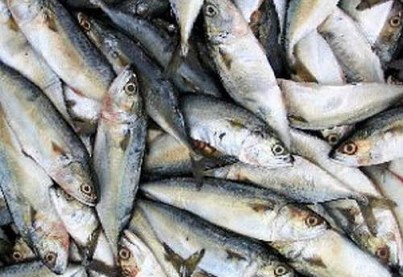 Foto: Divulgação/Guia da Pesca