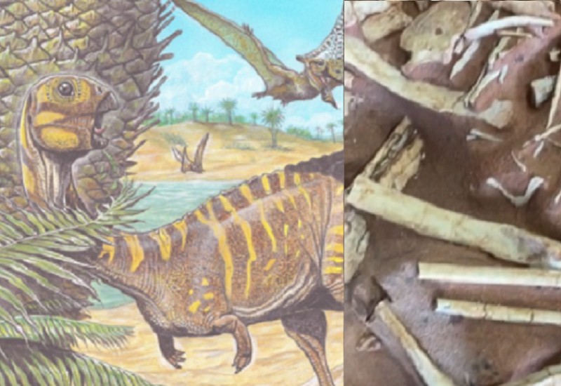 Divulgação Museu Nacional/Maurílio Oliveira e Centro de Pesquisa Paleontológica - Universidade do Contestado