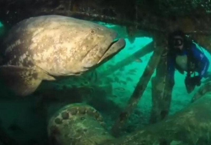 Foto: Áthila Bertoncini/Projeto Meros do Brasil