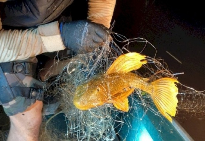 Foto: Polícia Ambiental