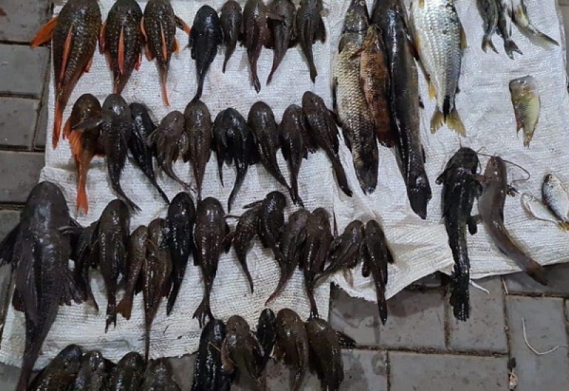 Foto: Divulgação/Polícia Militar Ambiental