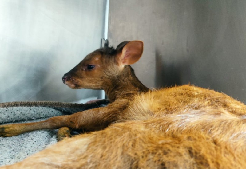 Foto: Panizzon/PMA-SMO