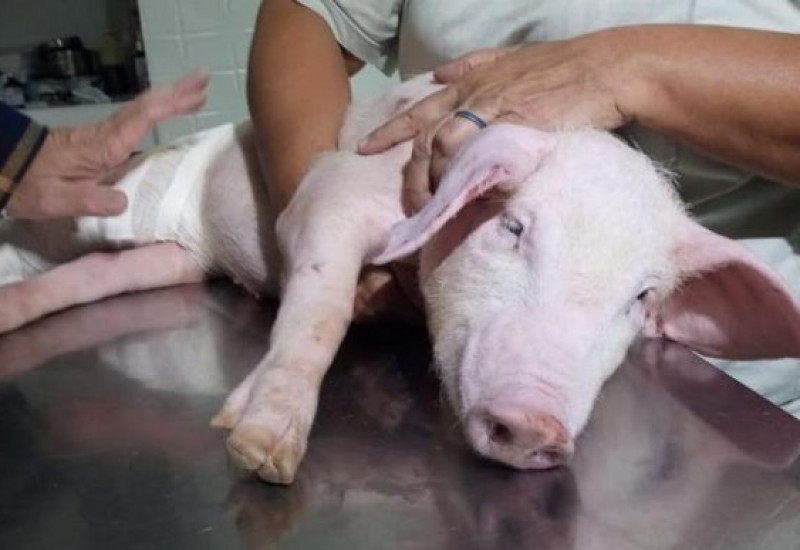 O animal acidentado, que motivou atuação do órgão do consumidor - Foto: Divulgação/Procon