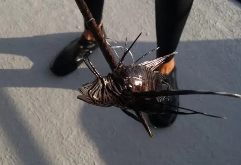 Peixe-leão foi capturado em Fernando de Noronha (Foto: Reprodução/ SEA Paradise)