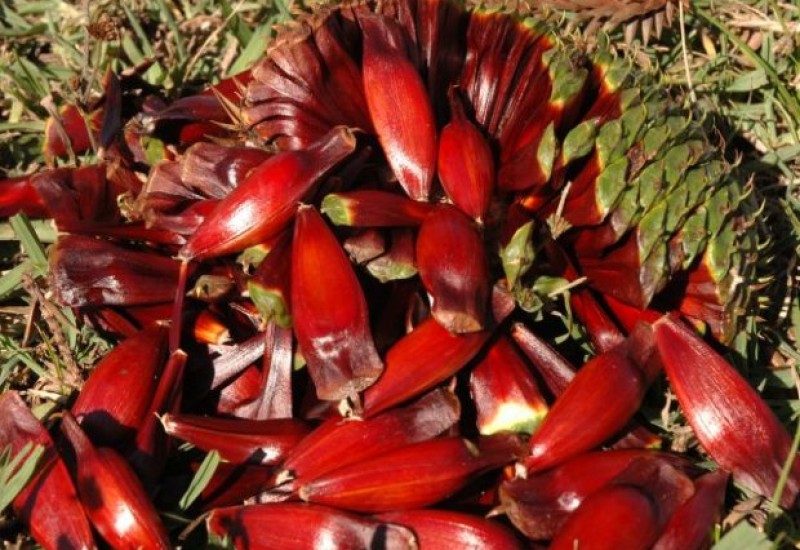 Foto: Aires Mariga / Epagri