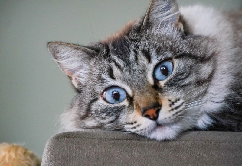 FOTO: Ricardo Wolffenbüttel/Secom