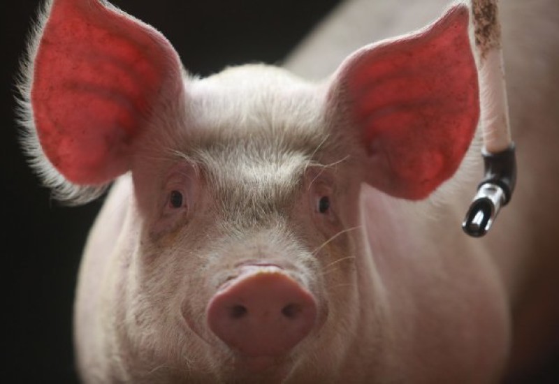 Foto: Julio Cavalheiro/Secom