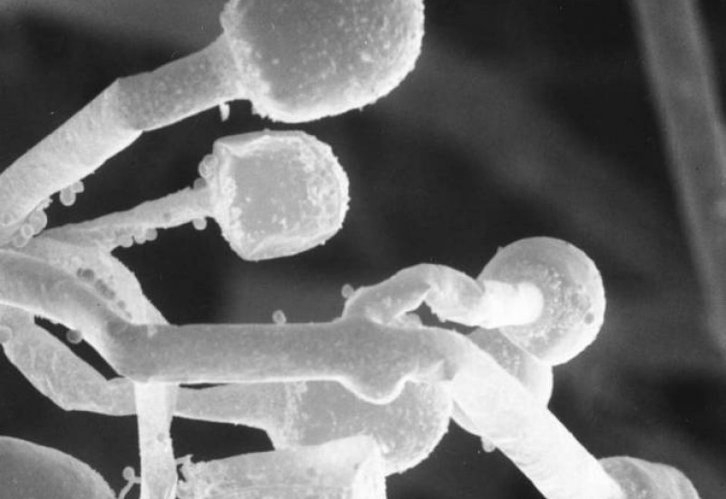 Foto: Portal R7/Divulgação/Zygoli Research Constortium