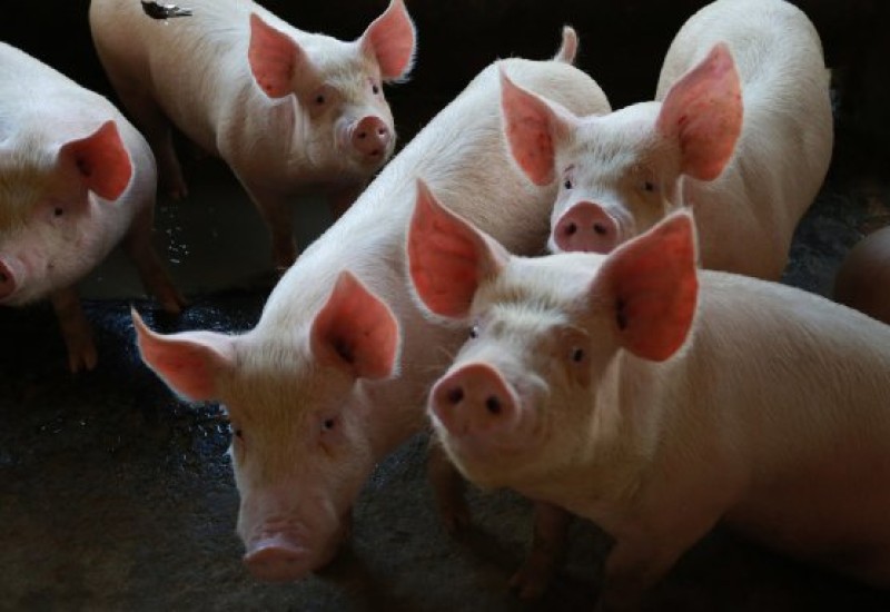 Foto: Julio Cavalheiro / Secom