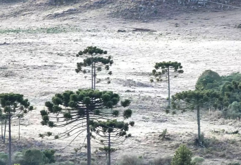 Geada em São Joaquim, que chegou a -0,2ºC nesta quarta-feira (Foto: Mycchel Legnaghi/São Joaquim Online)