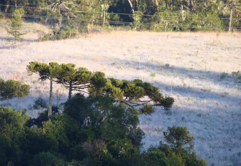 São Joaquim amanheceu com paisagem típica de inverno - Wagner Urbano/Divulgação/ND