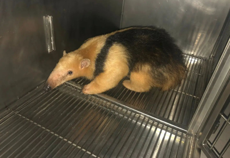 Fotos: PMA/Divulgação/JRTV